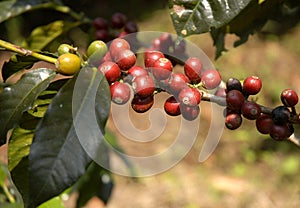 Coffee-tree guatemala