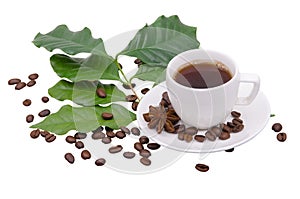 Coffee tree leaves and beans and cup of coffee