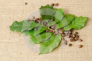 Coffee tree leaves and coffee beans