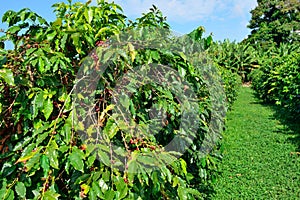 Coffee tree loaded with ripe coffee fruit in Hawaii