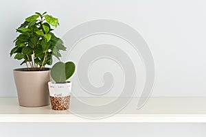 Coffee tree in a pot and heart shaped Ho ya plant in a bowl on the table.Front view.