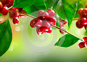 Coffee Tree with Ripe Beans