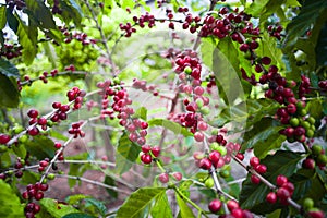 Coffee tree and seed