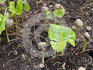 Coffee tree seedling growth