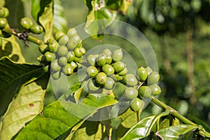 Coffee tree at Vietnam