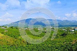 Coffee tree at Vietnam