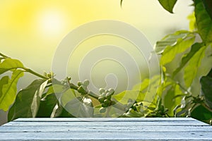 Coffee trees backgrounds,wooden table.