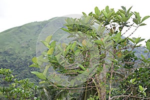 Coffee trees grown at the foot of deforested mountain