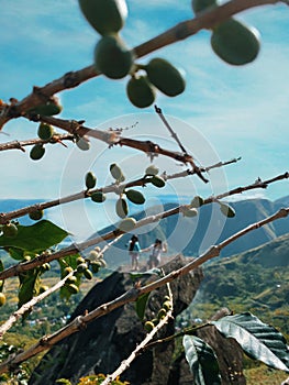 Coffee Trees