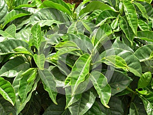 Coffee Trees Plantation Closeup