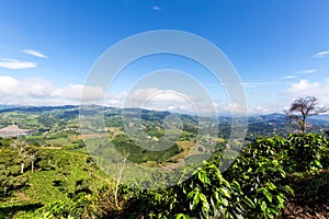 Green Coffee landscape photo