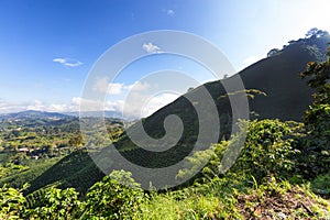 Coffee triangle in colombia