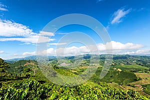 Coffee triangle of colombia photo