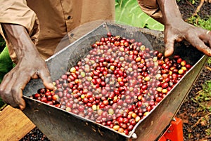 Coffee in Uganda photo