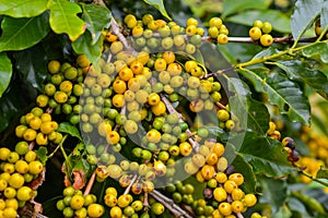 Coffee - yellow fruits still on plant.