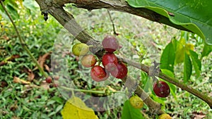 Coffeebean ready for harvest