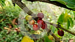 Coffeebean ready for harvest