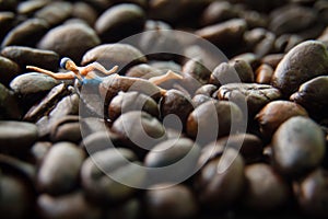 Coffeebean swiming