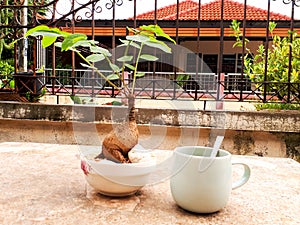 Coffeedrinkingcorner