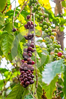 Coffeee berries ripening on the bush
