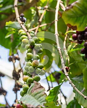 Coffeee berries ripening on the bush