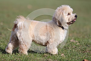 Irresistible Fluffy Cute and Proud White Brown Puppy Posing