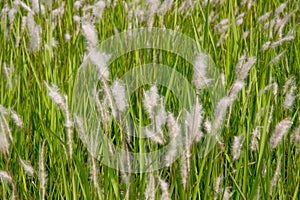 Cogon grass blowing in the wind