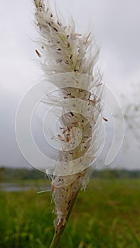 Cogon Grass - Imperata cylindrica & Forest & Nature