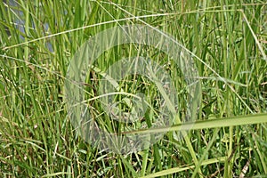 Cogon grass with a natural background.