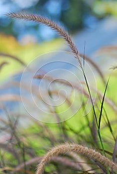 Cogon Grass