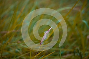 Cogon grass Plant look beautiful.