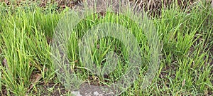 Cogongrass or Imperata cylindrica also known as Blady grass or Alang-alang.