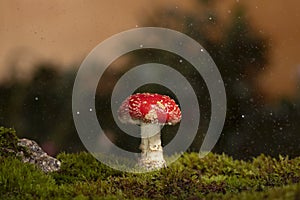 `Cogumelo Magico`, fly amanita Amanita Muscaria photo