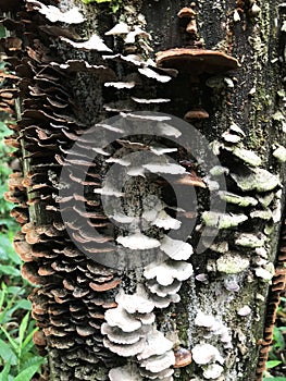 Cogumelos selvagens compÃÂµe a paisagem photo
