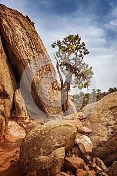 Cohab Canyon is a popular destination in Capitol Reef National Park.