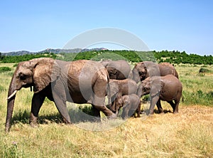 Cohesive elephant, family, Tanzania, Ruaha