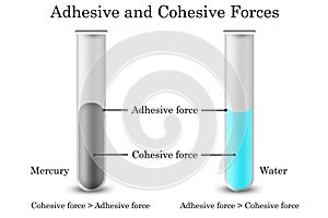 Cohesive forces and adhesive forces diagram