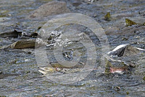 Coho, also as Silver salmon named ,in a river in Alaska