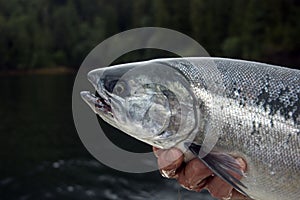 Coho Salmon