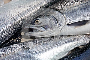 Coho salmon in cooler