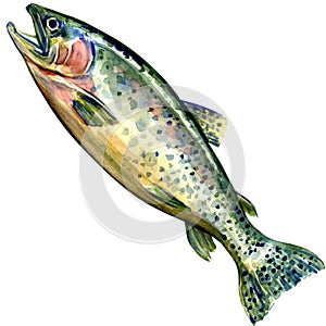 Coho salmon fish on white background