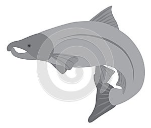 Coho Salmon Grayscale Vector Illustration