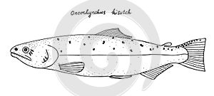 Coho salmon. Hand drawn realistic black line illustration.