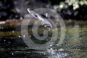 Coho Salmon jumping out of the Pacific Ocean