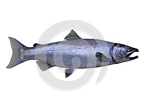 Silver Coho Salmon Fish Food photo