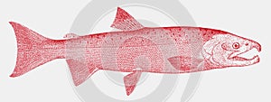 Coho salmon oncorhynchus kisutch, marine fish from the Pacific Oceann