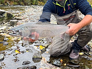 Coho or Silver  caught and released in the Russian River