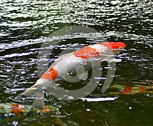 Coi carp playing in pond.
