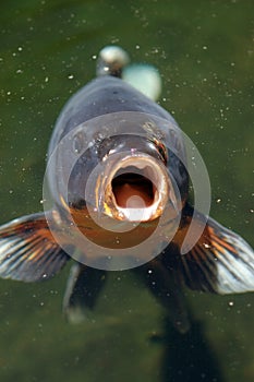 Coi Fish Open Mouth