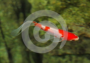 Coi fish red and white swimming